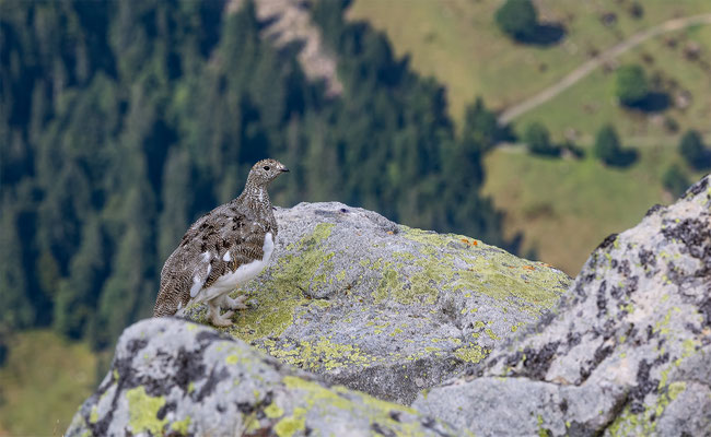 Alpenscheehuhn, momente-der-schoepfung.ch