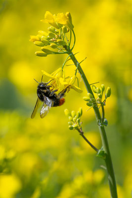 Steinhummel, momente-der-schoepfung.ch