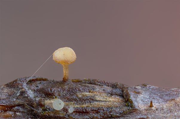 Kleinste von mir je Fotografirte Pilze, "winzighaarige Hyalinbecherchen" (Hyaloscypha intacta), ABM7:1, momente-der-schoepfung.ch