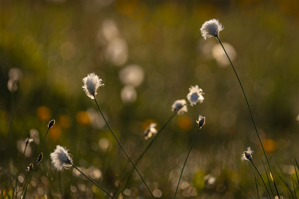 Wollgras, momente-der-schoepfung.ch