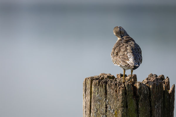 Knutt, momente-der-schoepfung.ch