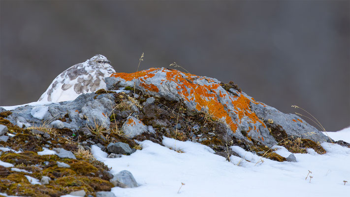 Alpenscheehuhn, momente-der-schoepfung.ch