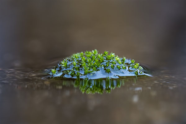 Moos im Wasser, momente-der-schoepfung.ch
