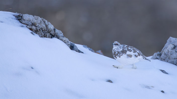 Alpenscheehuhn, momente-der-schoepfung.ch