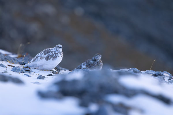 Alpenscheehuhn, momente-der-schoepfung.ch