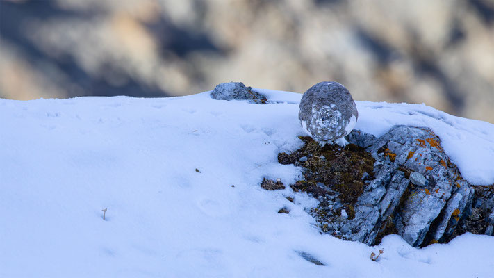 Alpenscheehuhn, momente-der-schoepfung.ch