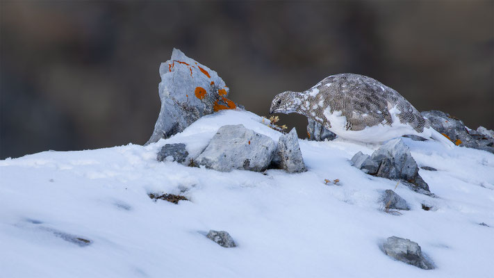 Alpenscheehuhn, momente-der-schoepfung.ch
