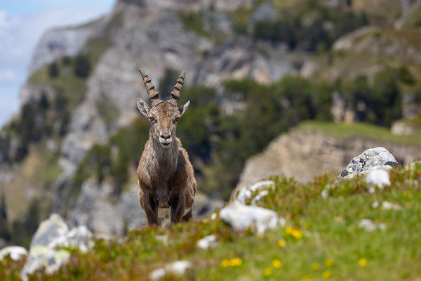 Alpensteinbock, momente-der-schoepfung.ch