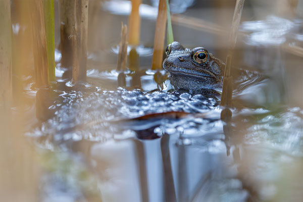 Grasfrosch, momente-der-schoepfung.ch