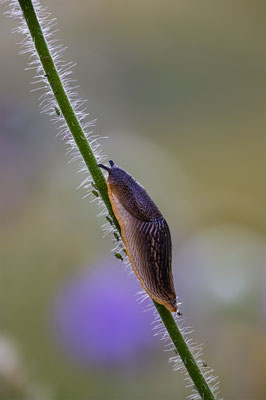 Nacktschnecke, momente-der-schoepfung.ch