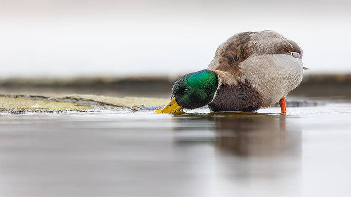 Stockente, momente-der-schoepfung.ch