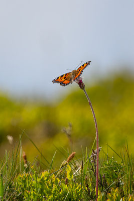 Kleiner Fuchs, momente-der-schoepfung.ch