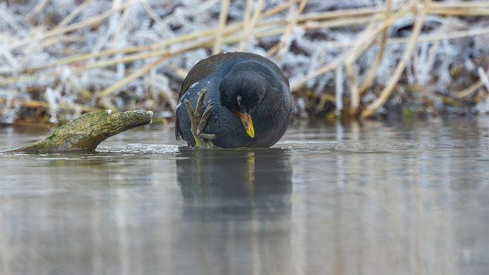 Teichhuhn, momente-der-schoefpung.ch