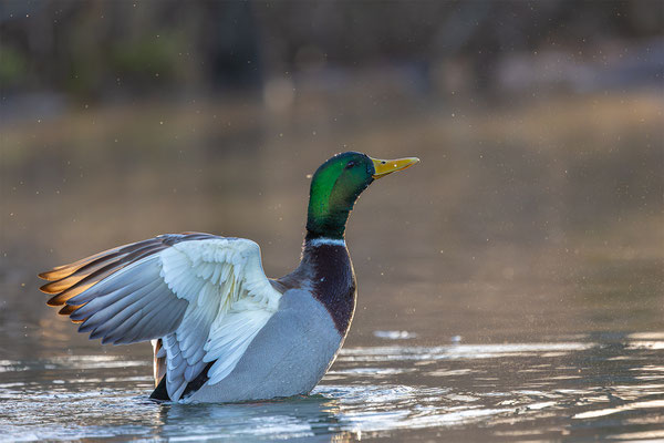 Stockente, momente-der-schoepfung.ch