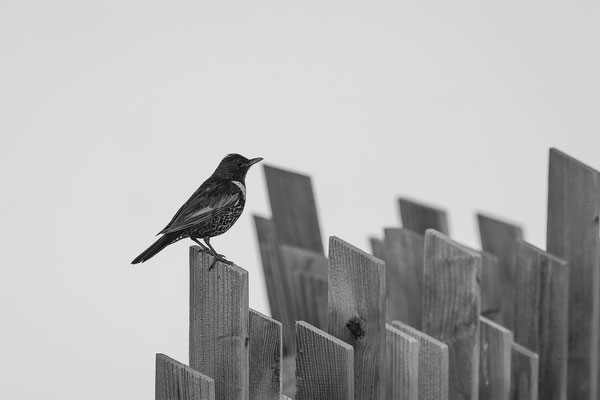 Ringdrossel, momente-der-schoepfung.ch