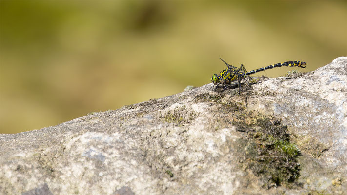 Zangenlibelle, momente-der-schoepfung.ch