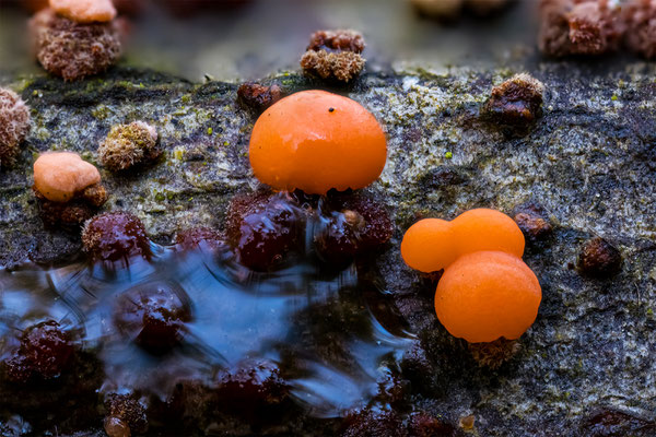 Myxomyceten Schleimpilz mir unbekannt, ABM5:1, momente-der-schoepfung.ch