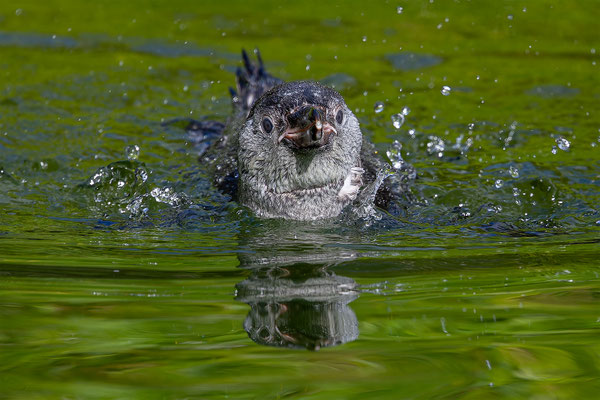 Humboldpinguin, Zürcher Zoo, momente-der-schoepfung.ch