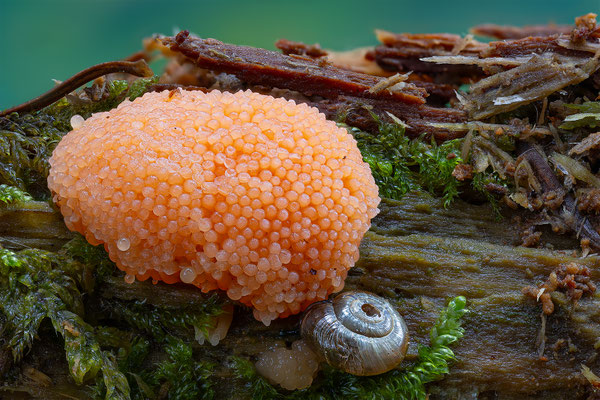 Myxomyceten Schleimpilz, Tubulifera arachnoidea, ABM1:1, momente-der-schoepfung.ch