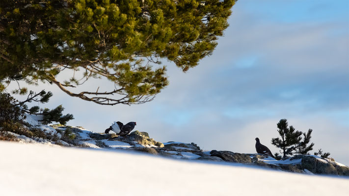 Birkhahn, momente-der-schoepfung.ch