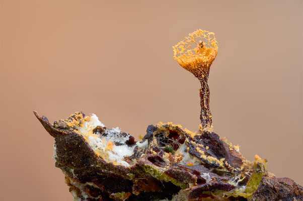 Myxomyceten Schleimpilz, ABM3:1, momente-der-schoepfung.ch