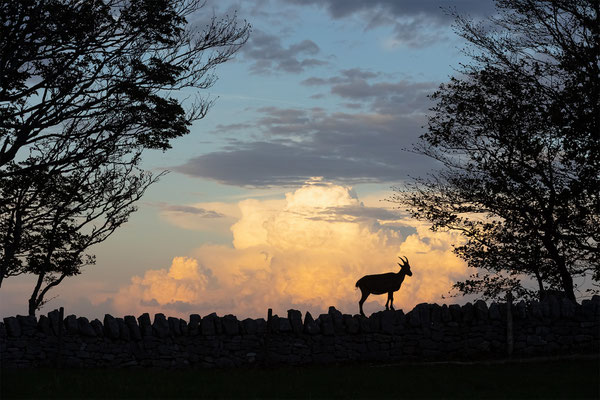 Alpensteinbock, momente-der-schoepfung.ch