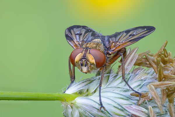Breitflügelige Raupenfliege, momente-der-schoepfung.ch
