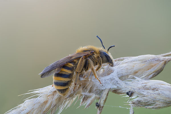 Furchenbiene (Halictus scabiosae), momente-der-schoepfung.ch