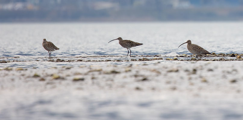Brachvögel, momente-der-schoepfung.ch