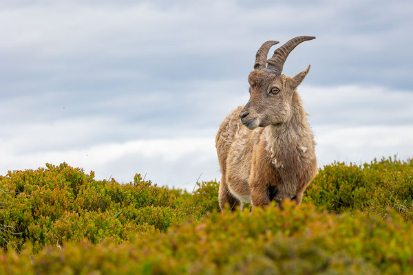 Alpensteinbock, momente-der-schoepfung.ch