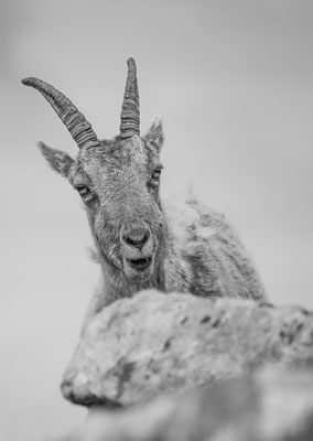 Alpensteinbock, momente-der-schoepfung.ch