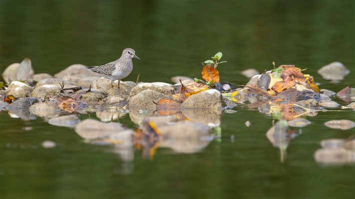 Temnikstrandläufer, momente-der-schoepfung.ch