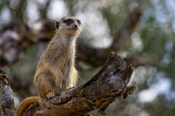 Erdmänchen, Zürcher Zoo, momente-der-schoepfung.ch