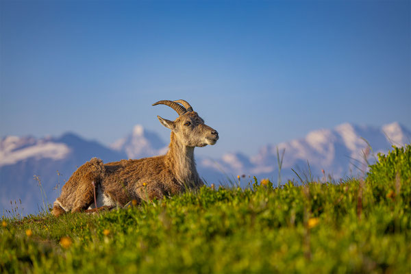 Alpensteinbock, momente-der-schoepfung.ch