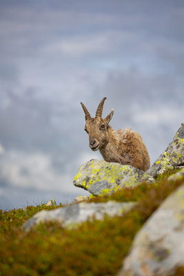 Alpensteinbock, momente-der-schoepfung.ch