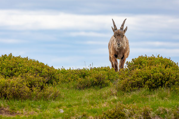 Alpensteinbock, momente-der-schoepfung.ch