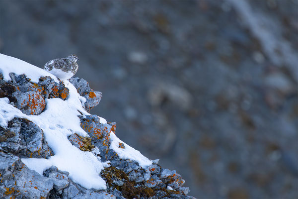 Alpenscheehuhn, momente-der-schoepfung.ch