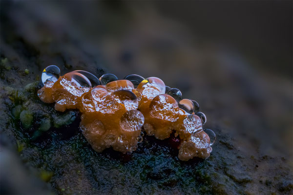 Myxomyceten Schleimpilz, ABM5:1, momente-der-schoepfung.ch