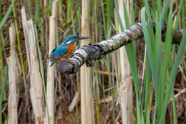 Eisvogel, momente-der-schoepfung.ch