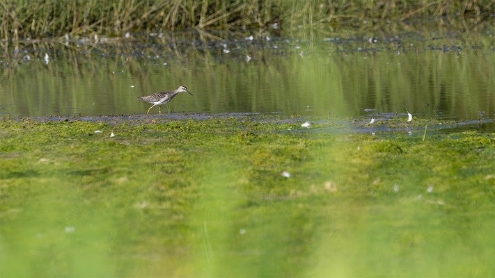 Bruchwasserläufer, momente-der-schoepfung.ch