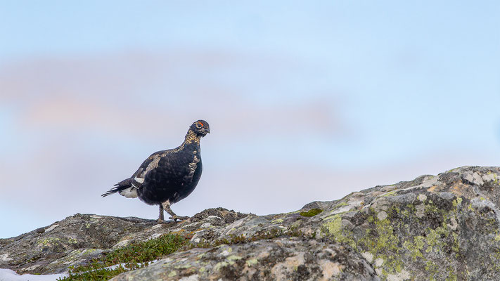 Birkhahn, momente-der-schoepfung.ch
