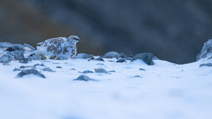 Alpenscheehuhn, momente-der-schoepfung.ch