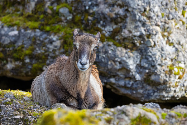 Mufflon, Tierpakt Arth Goldau, momente-der-schoepfung.ch