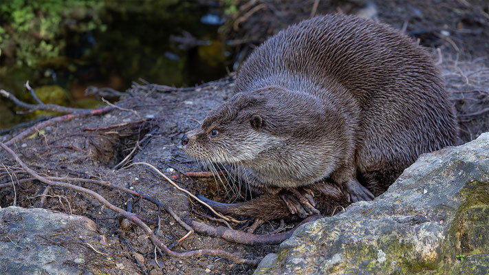 Fischotter Tierpakt Arth Goldau, momente-der-schoepfung.ch