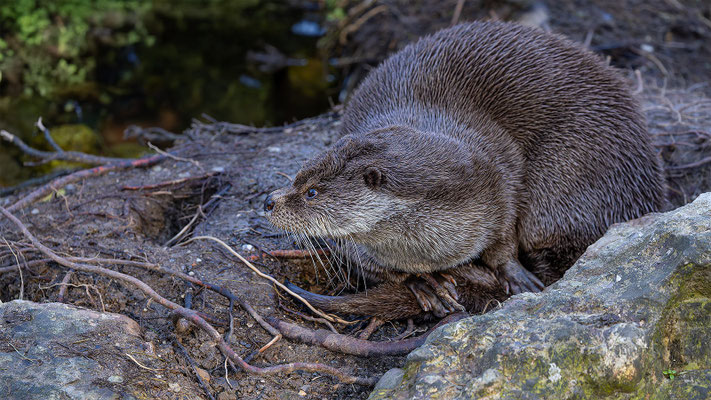Fischotter Tierpakt Arth Goldau, momente-der-schoepfung.ch