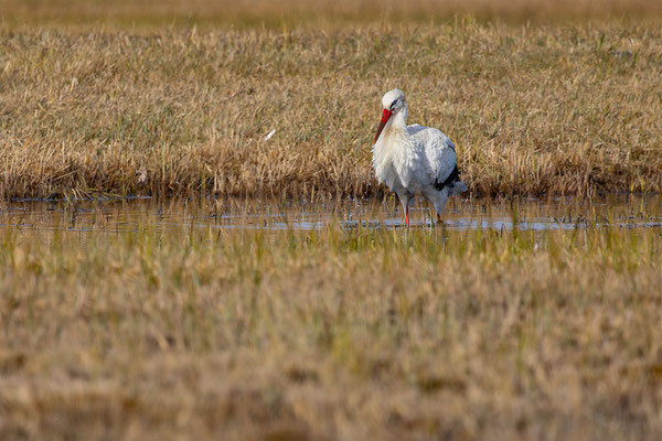 Storch, momente-der-schoepfung.ch
