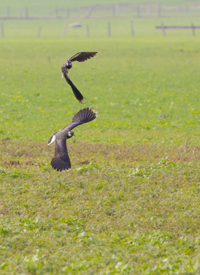 Kiebitz, momente-der-schoepfung.ch