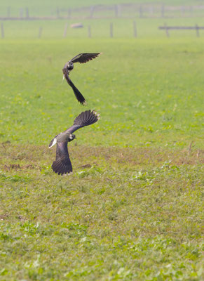 Kiebitz, momente-der-schoepfung.ch