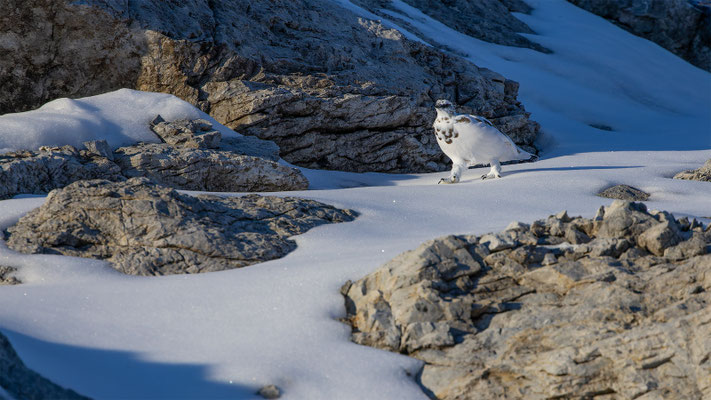 Alpenscheehuhn, momente-der-schoepfung.ch