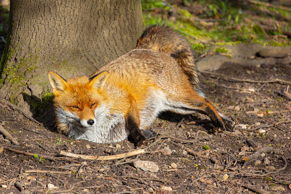 Fuchs, momente-der-schoepfung.ch